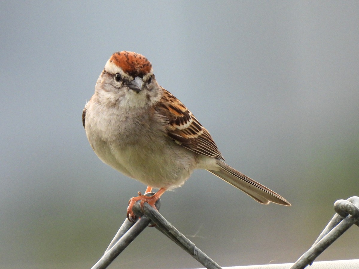 Chipping Sparrow - Sophie Dismukes