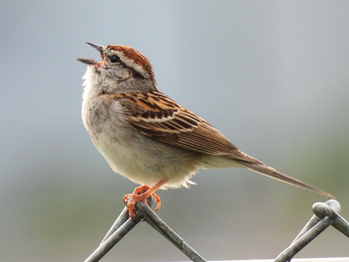 Chipping Sparrow - Sophie Dismukes