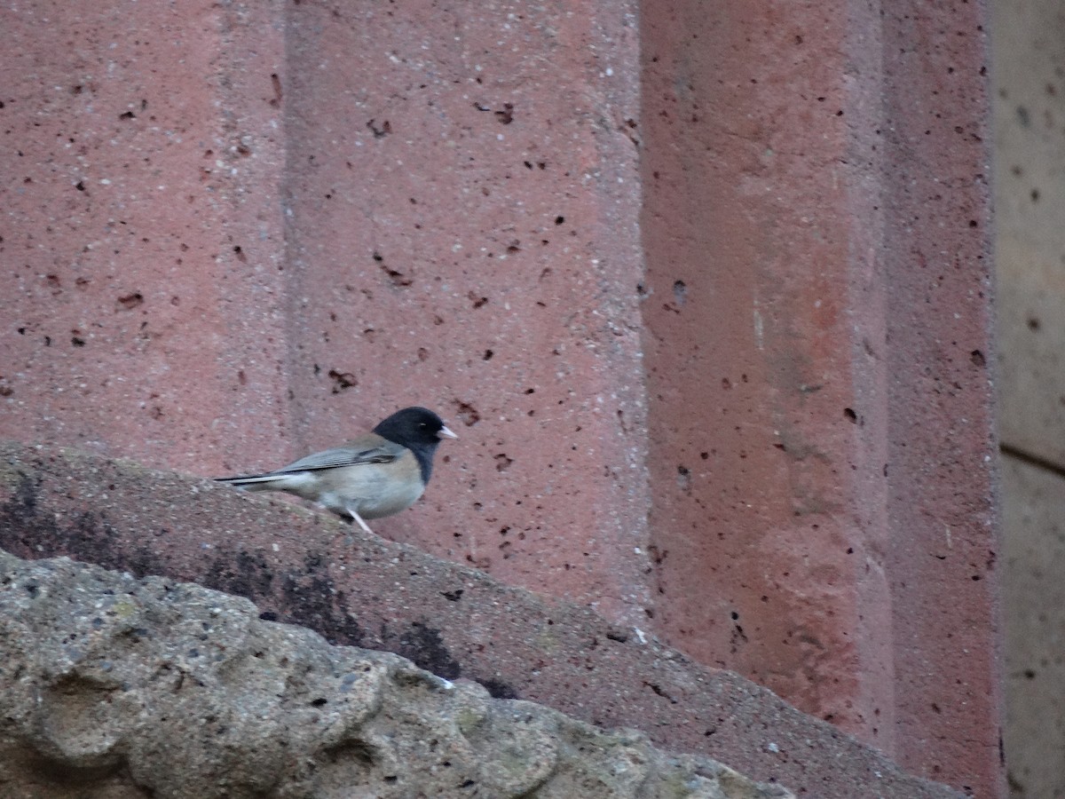 Dark-eyed Junco (Oregon) - Ciara Kelly