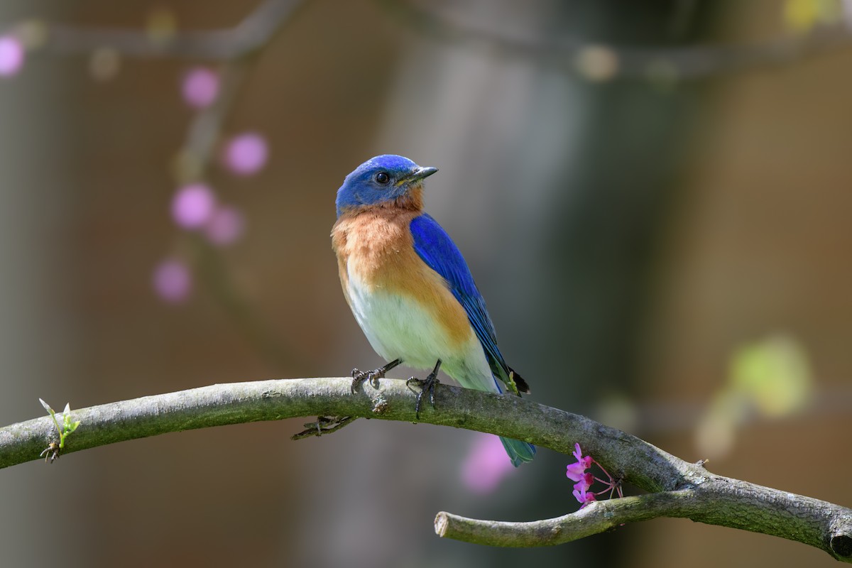 Eastern Bluebird - John Kuenzli