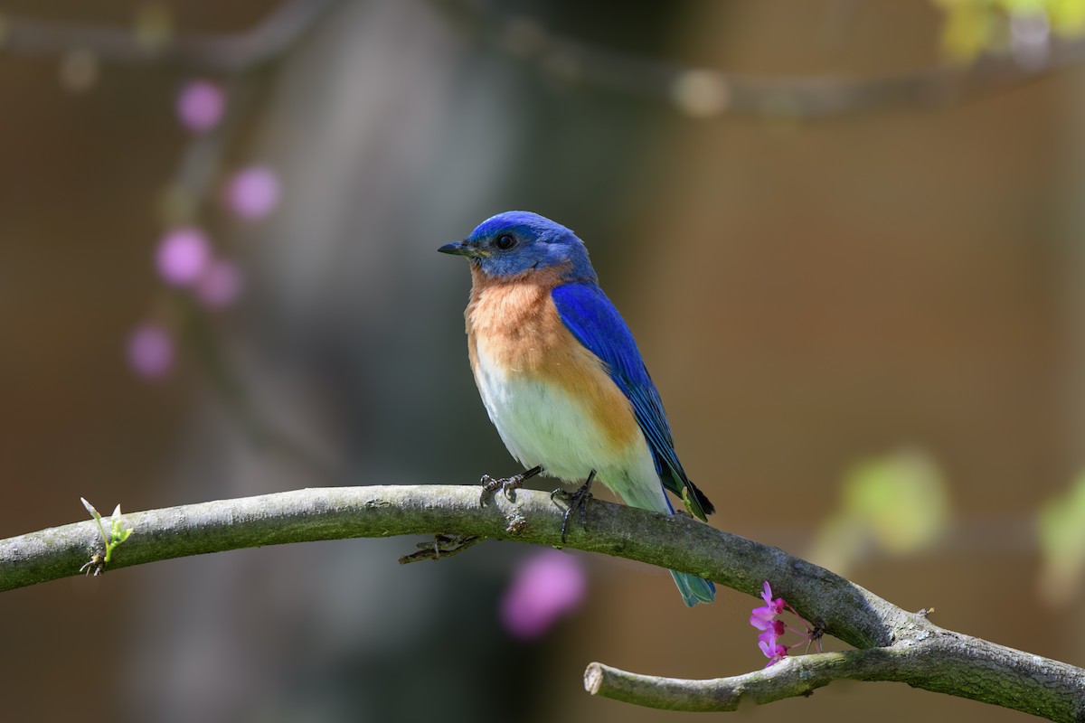 Eastern Bluebird - John Kuenzli