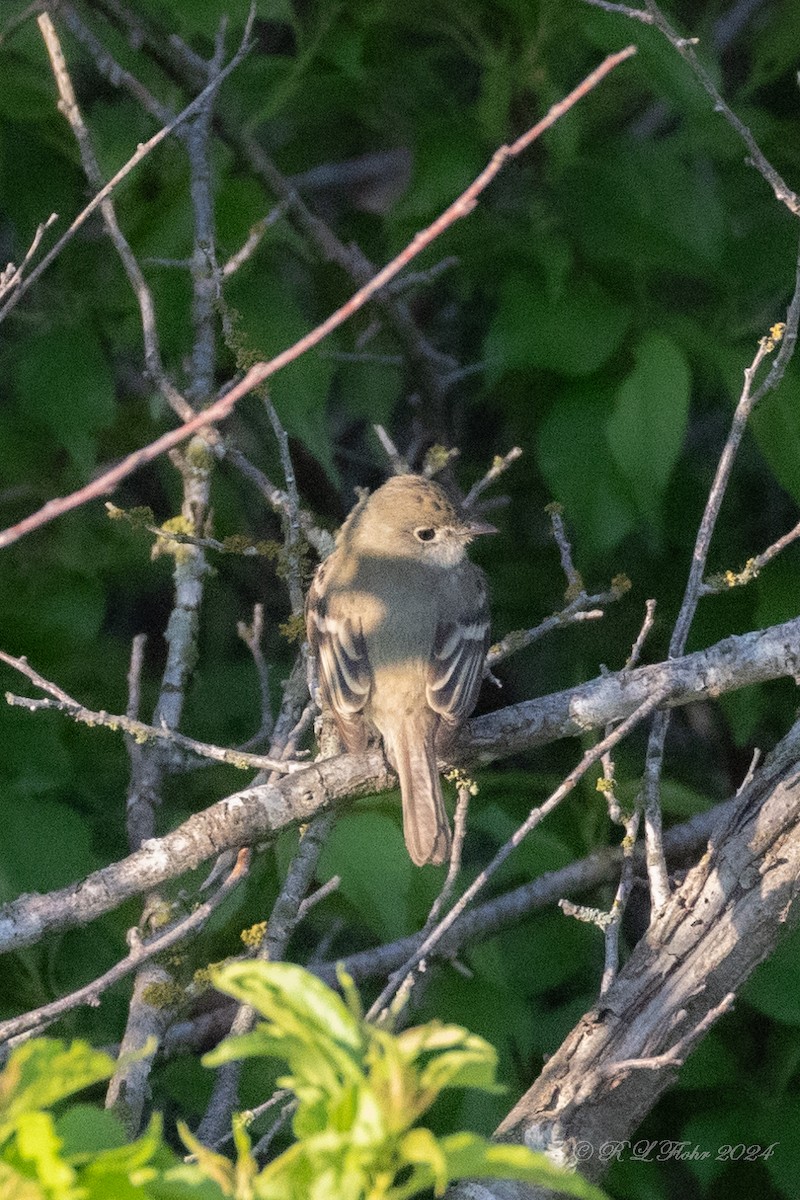 Least Flycatcher - Anonymous