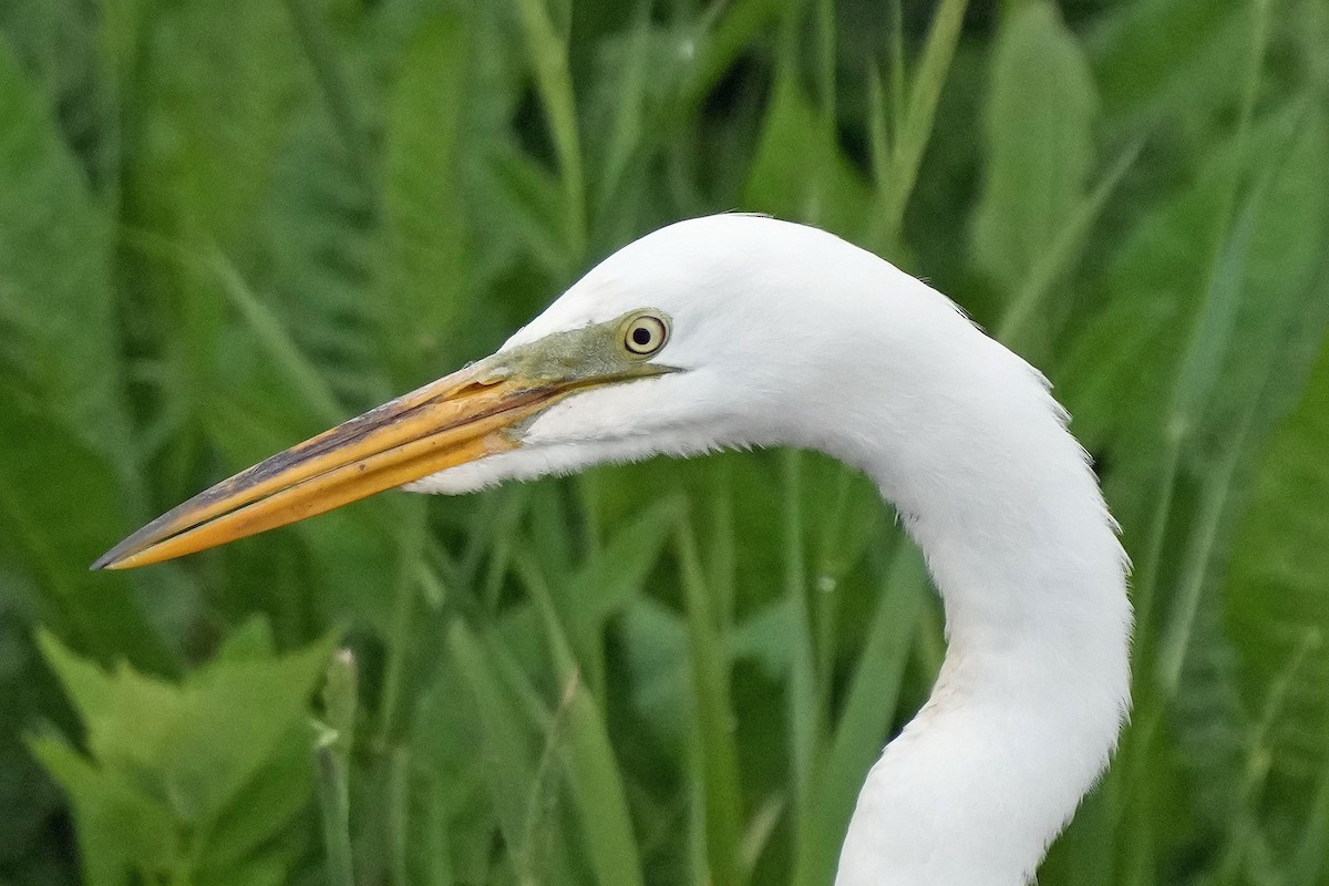 Great Egret - Robert Goss