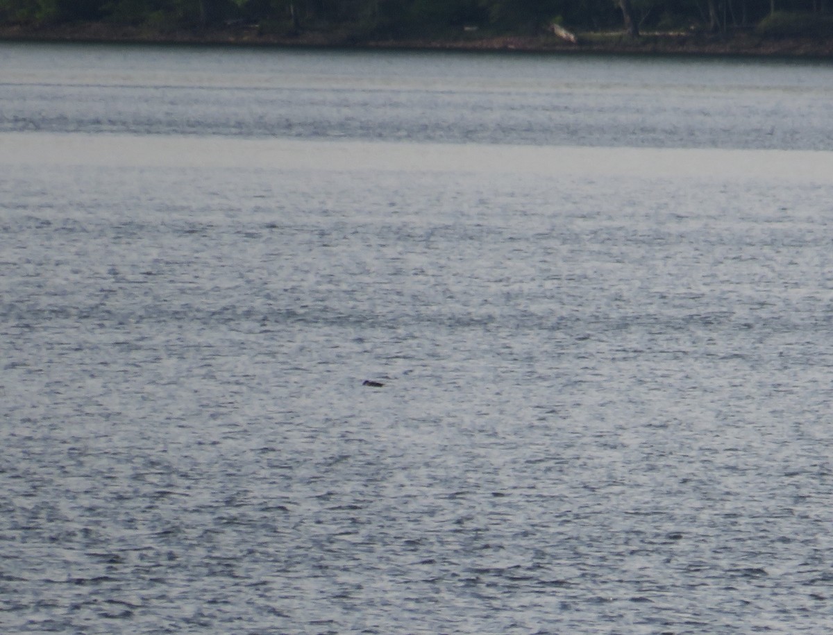 White-winged Scoter - John Haas