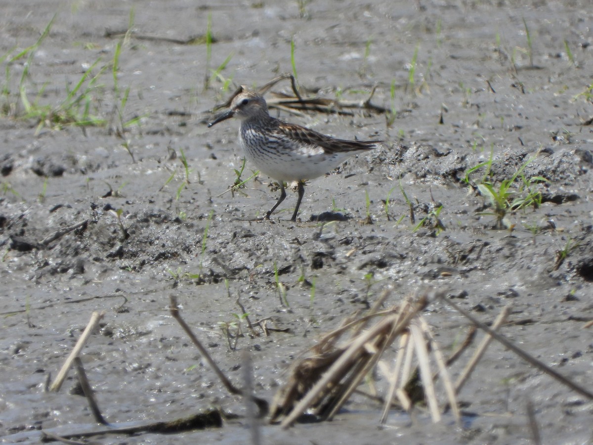 White-rumped Sandpiper - Rick Luehrs