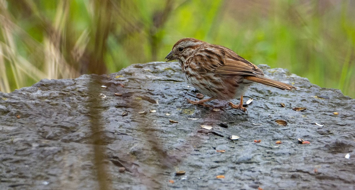 Song Sparrow - Matt M.