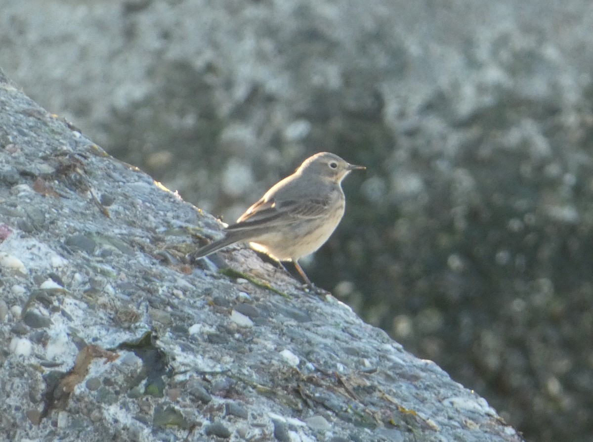 American Pipit - louis fradette