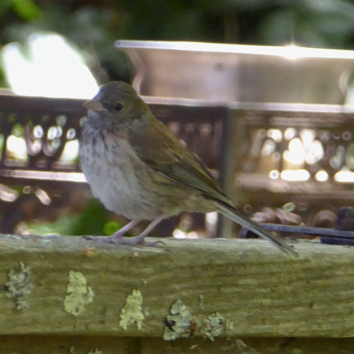 Dark-eyed Junco (Oregon) - Anonymous