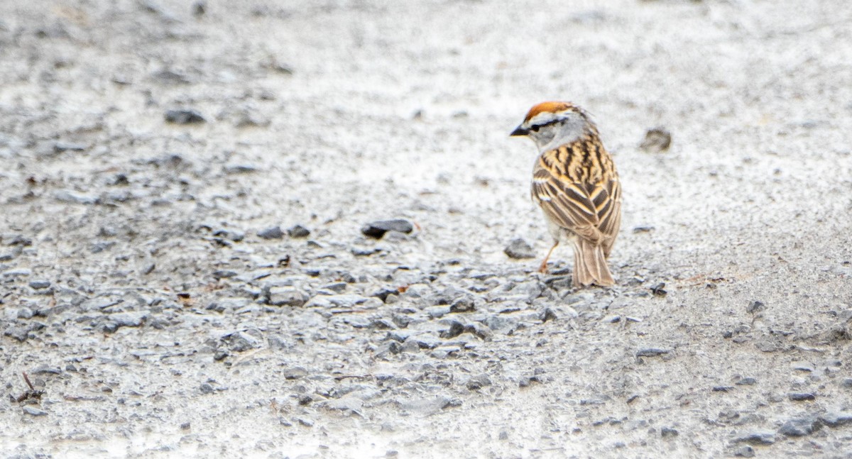 Chipping Sparrow - Matt M.