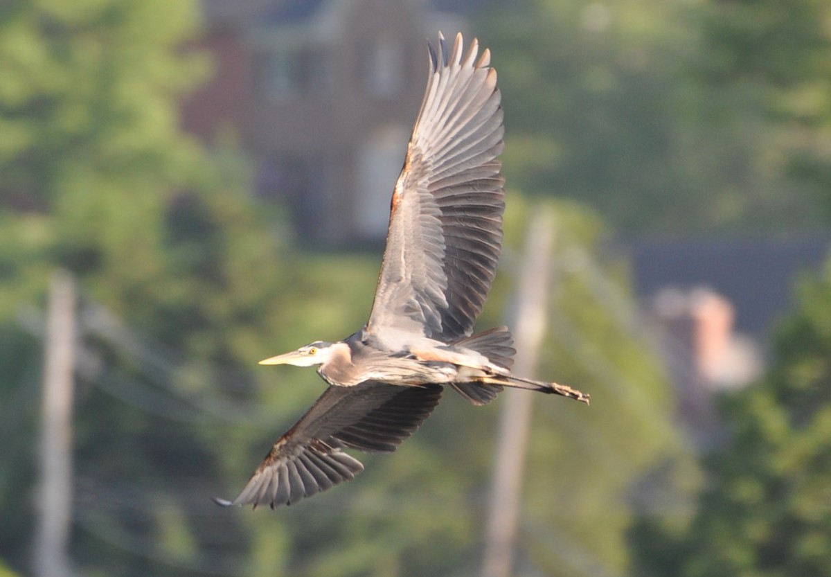 Great Blue Heron - David Argent