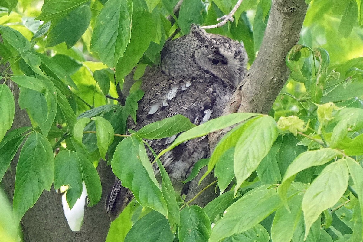 Eastern Screech-Owl - Robert Goss