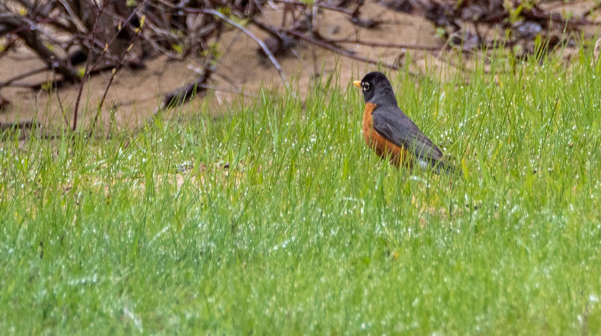 American Robin - Matt M.