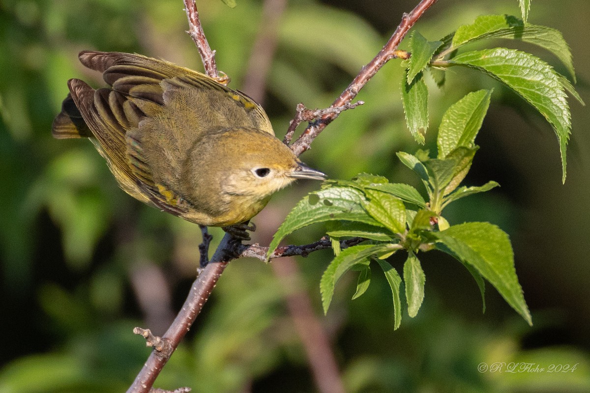 Yellow Warbler - Anonymous