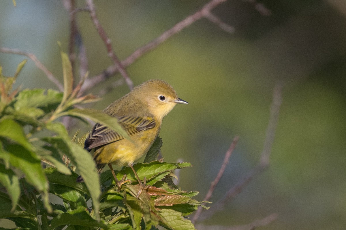 Yellow Warbler - Anonymous