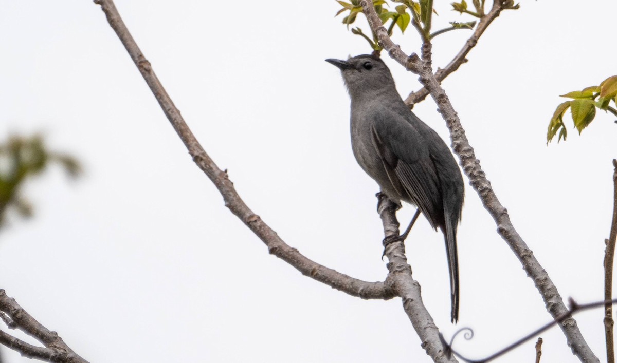 Gray Catbird - Matt M.