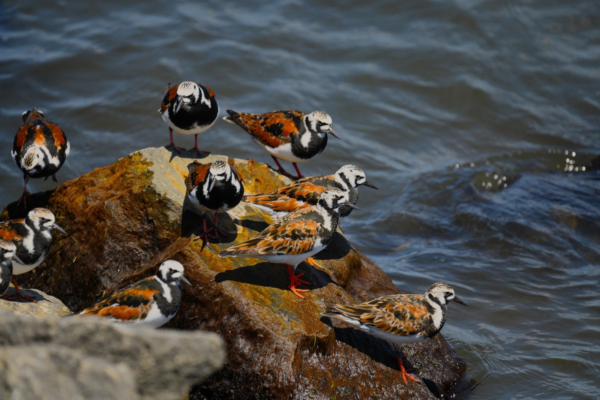 Ruddy Turnstone - Nolan Williams