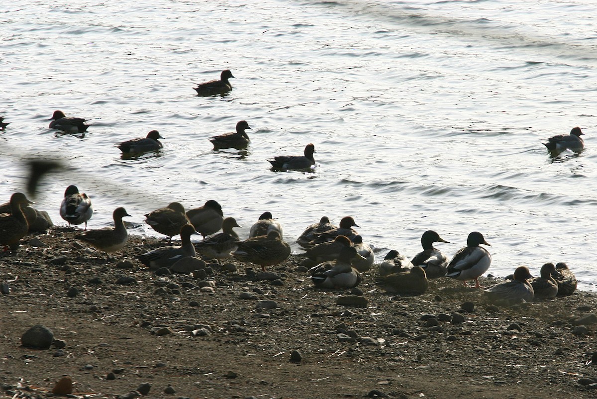 Eurasian Wigeon - William Clark