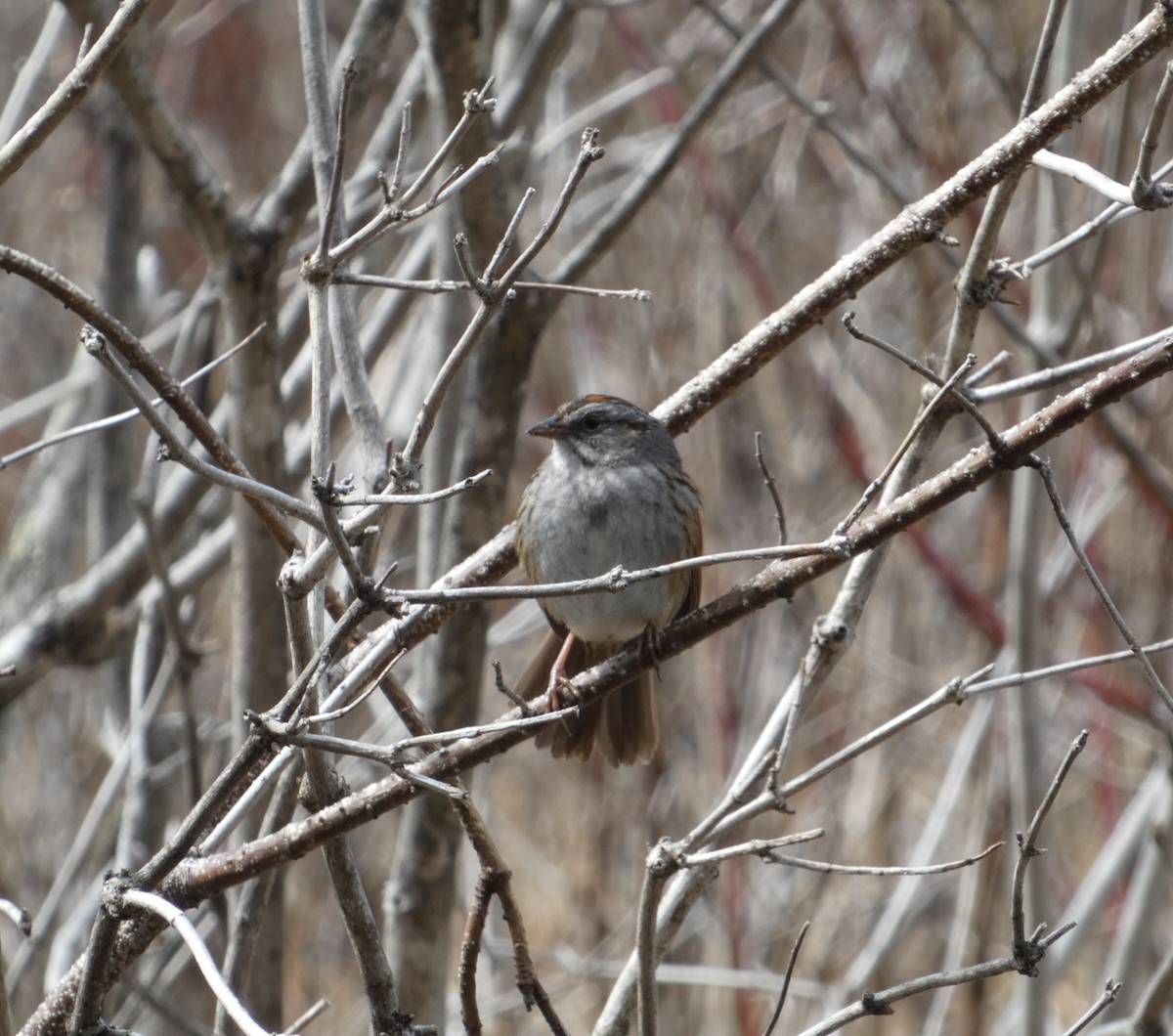 Swamp Sparrow - louis fradette