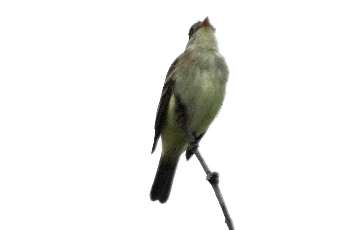 Willow Flycatcher - Robert Goss