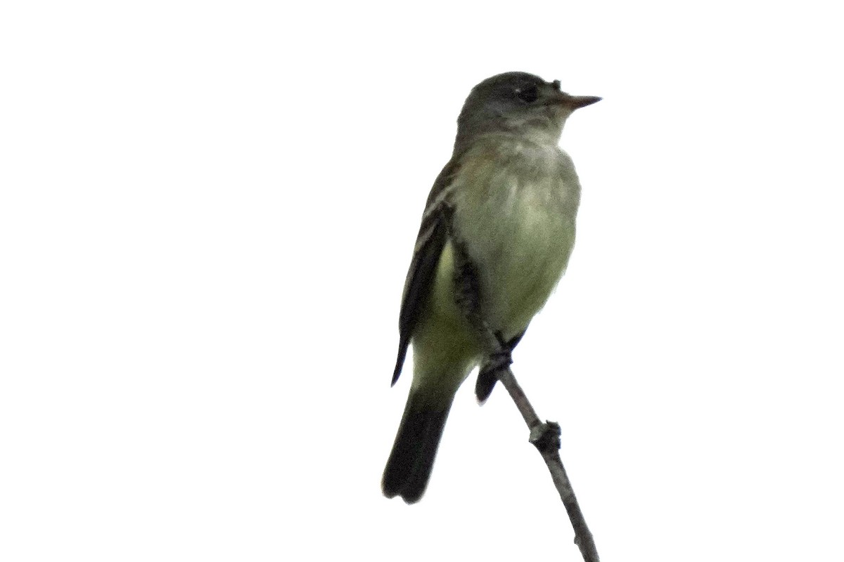 Willow Flycatcher - Robert Goss