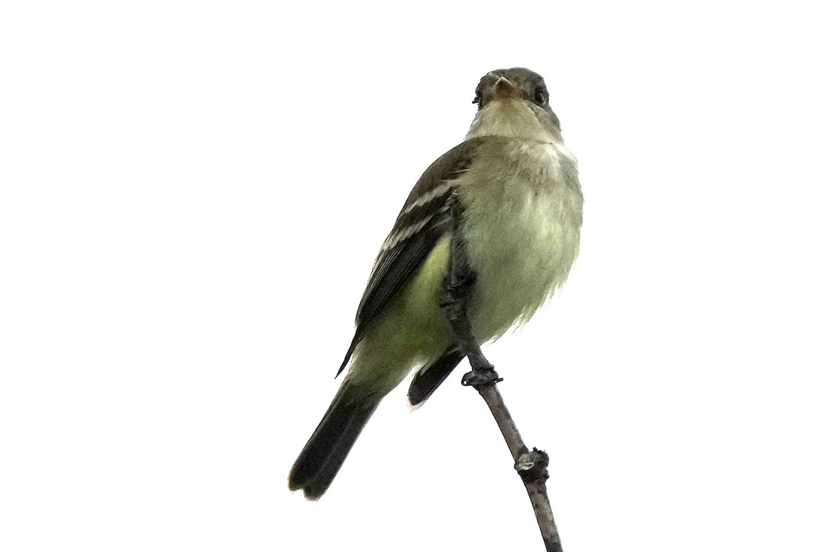 Willow Flycatcher - Robert Goss