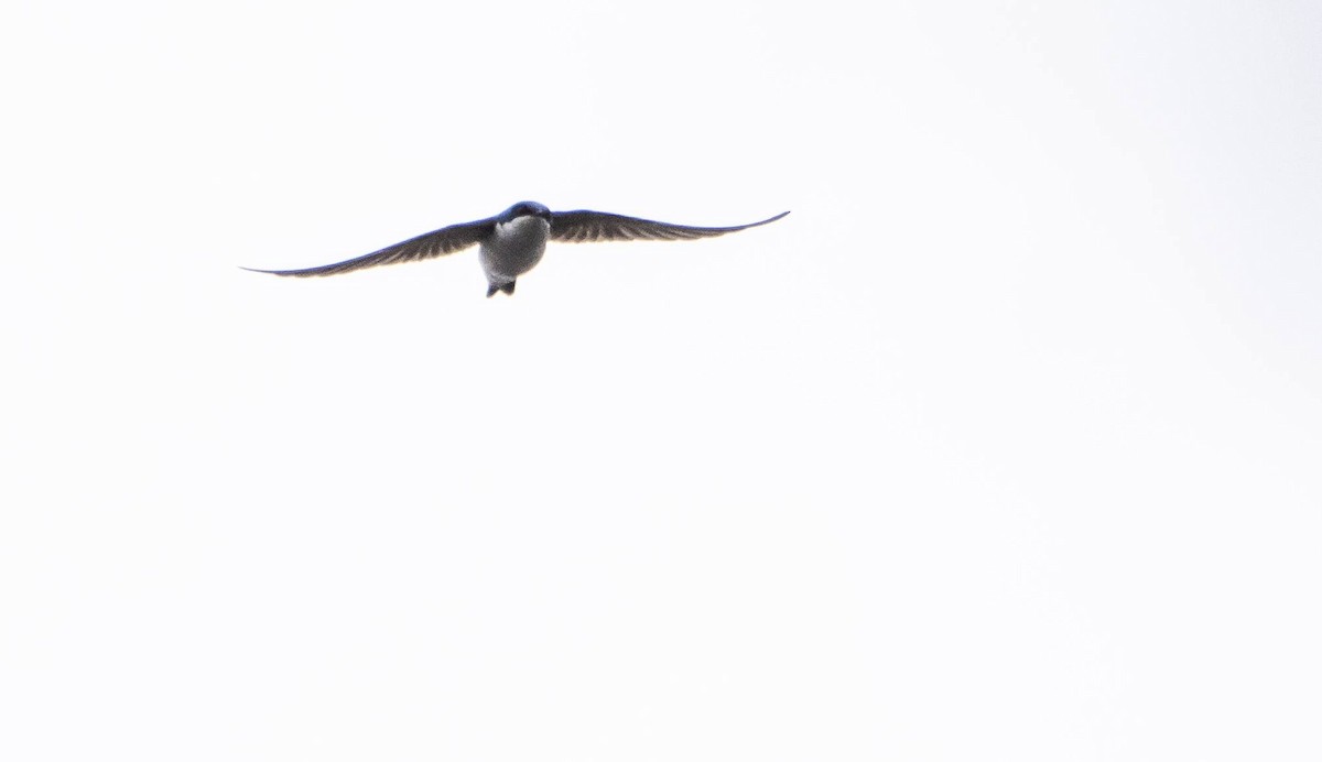 Tree Swallow - Matt M.