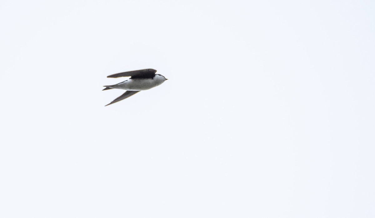 Tree Swallow - Matt M.