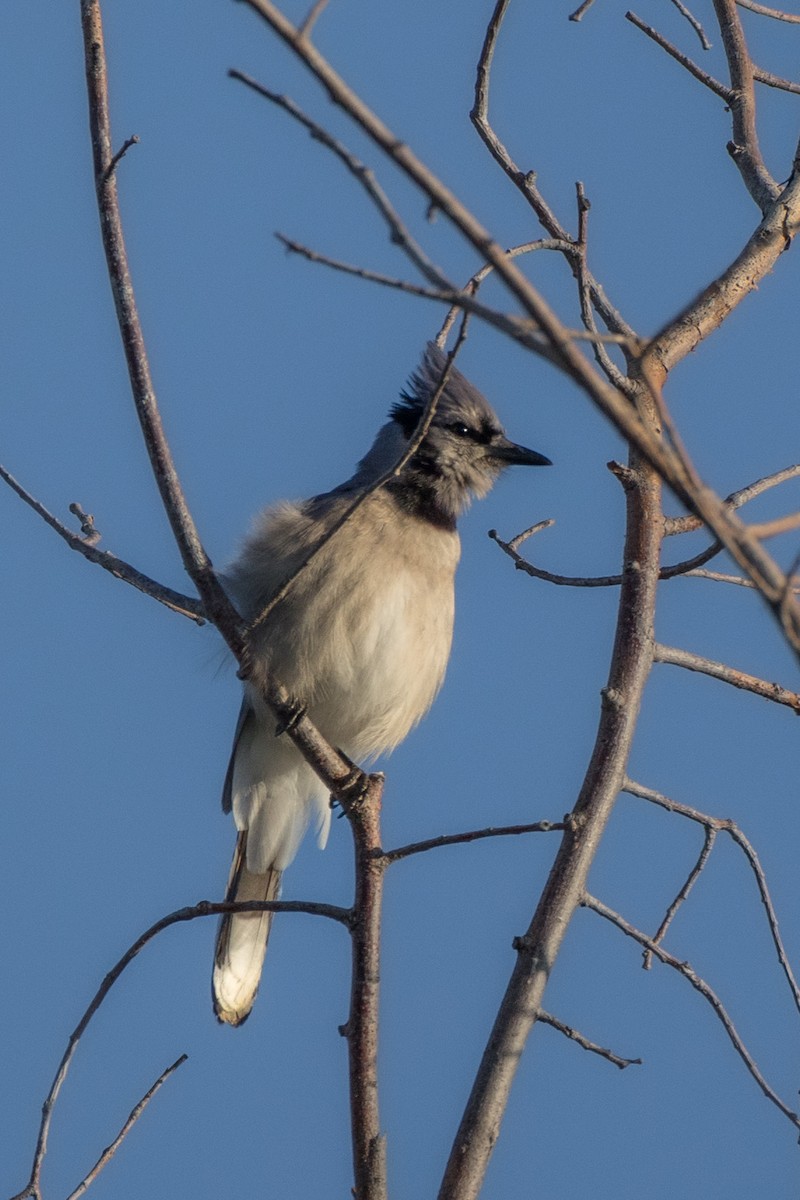 Blue Jay - Rita Flohr