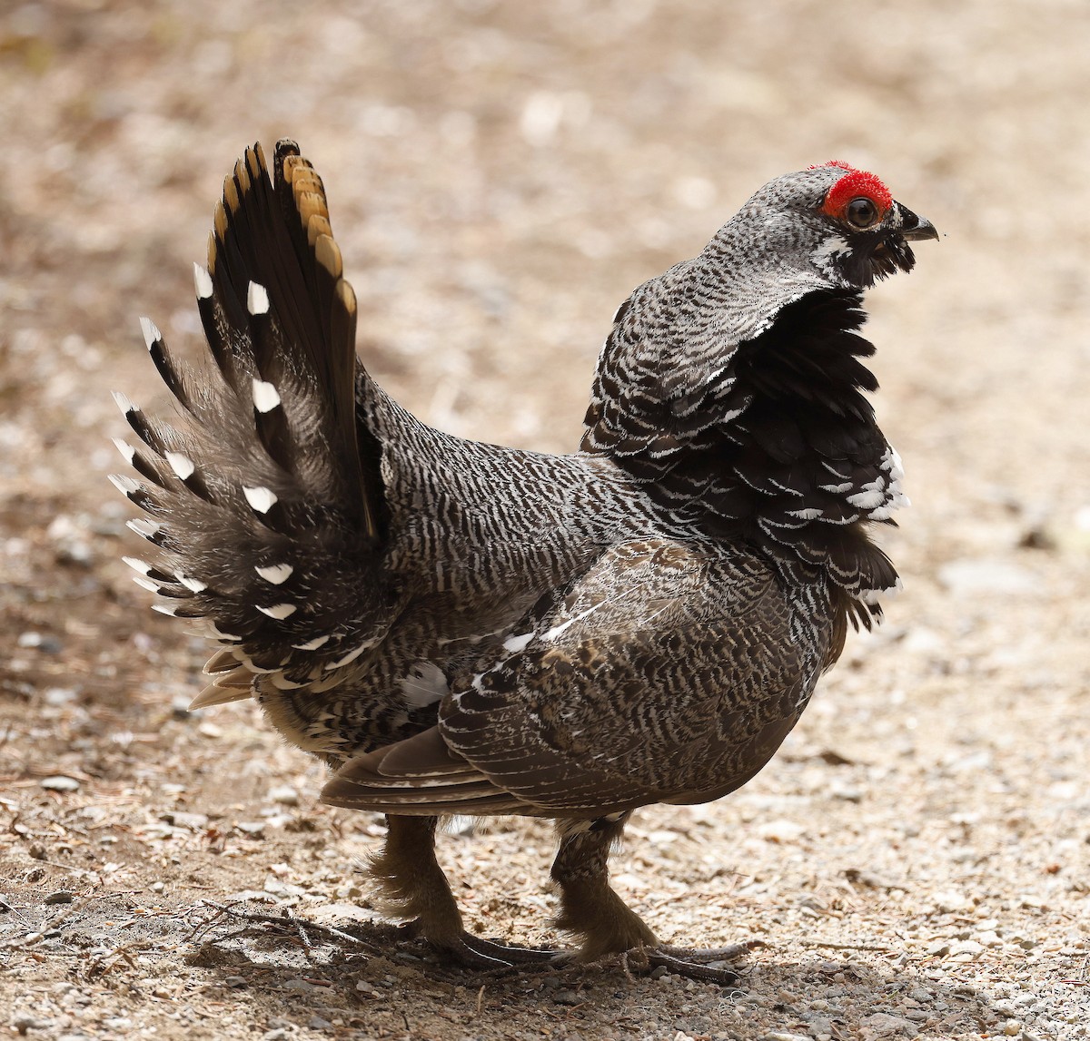 Spruce Grouse - Charles Fitzpatrick