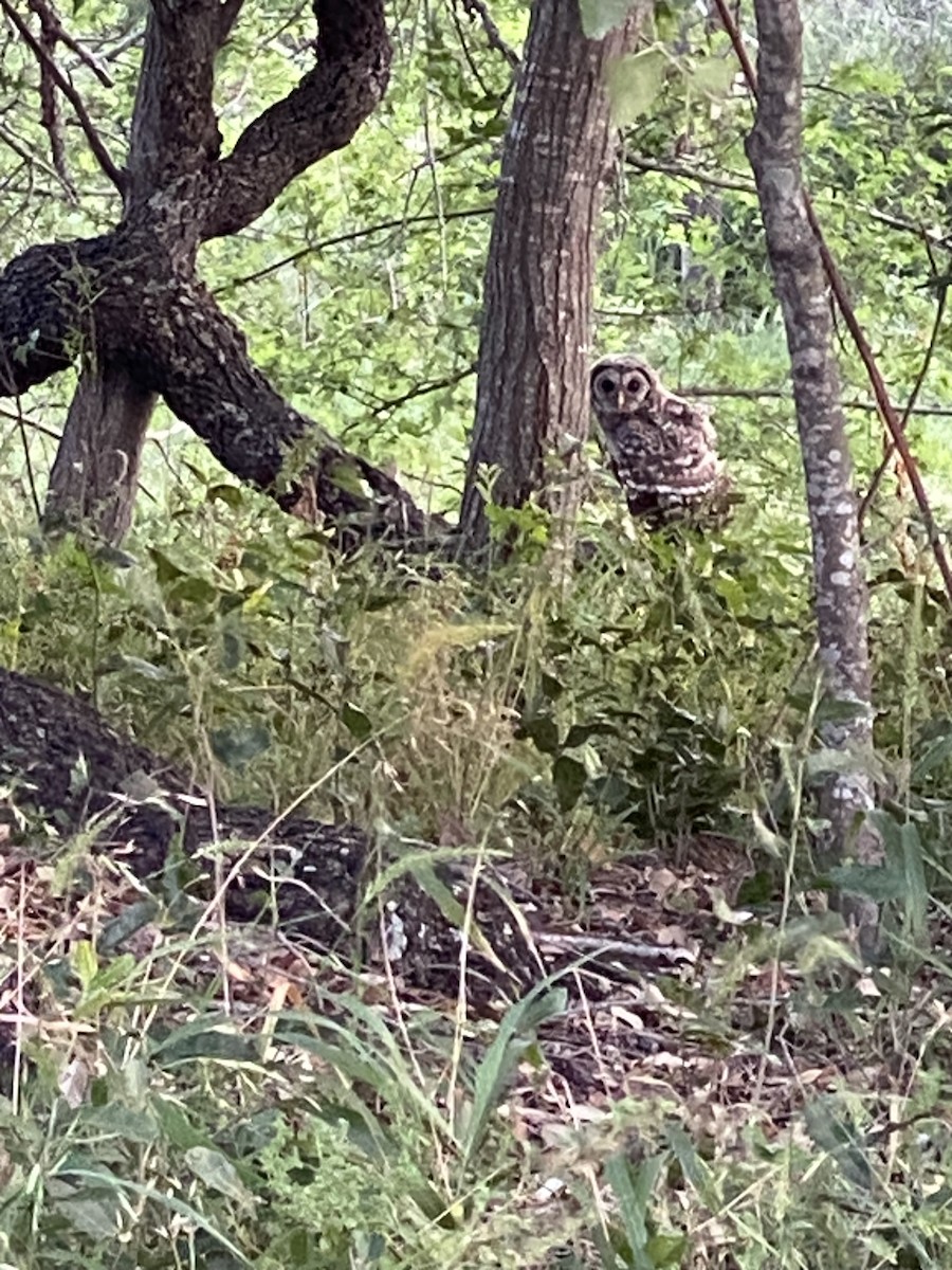 Barred Owl - Kelly Smith