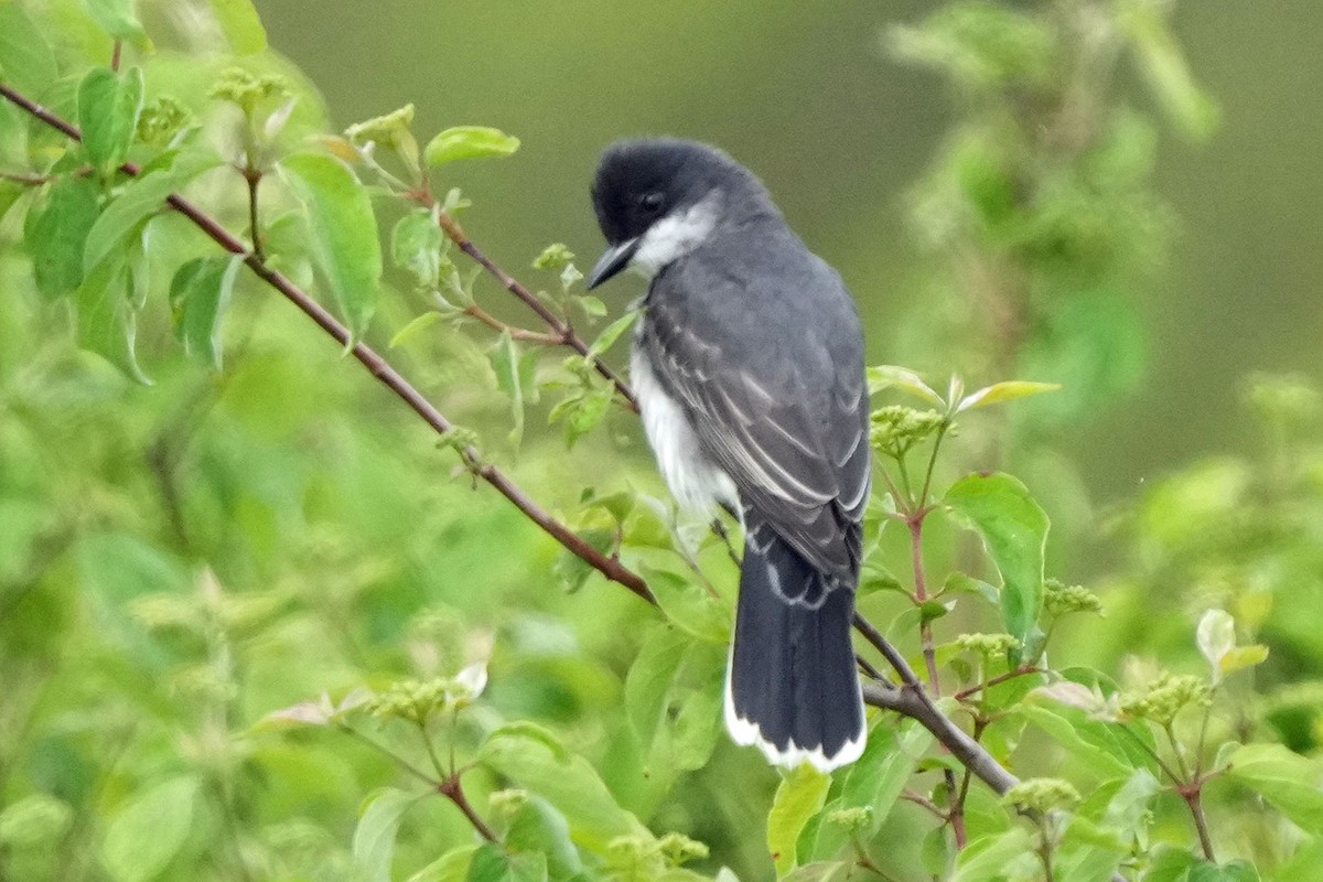 Eastern Kingbird - Robert Goss