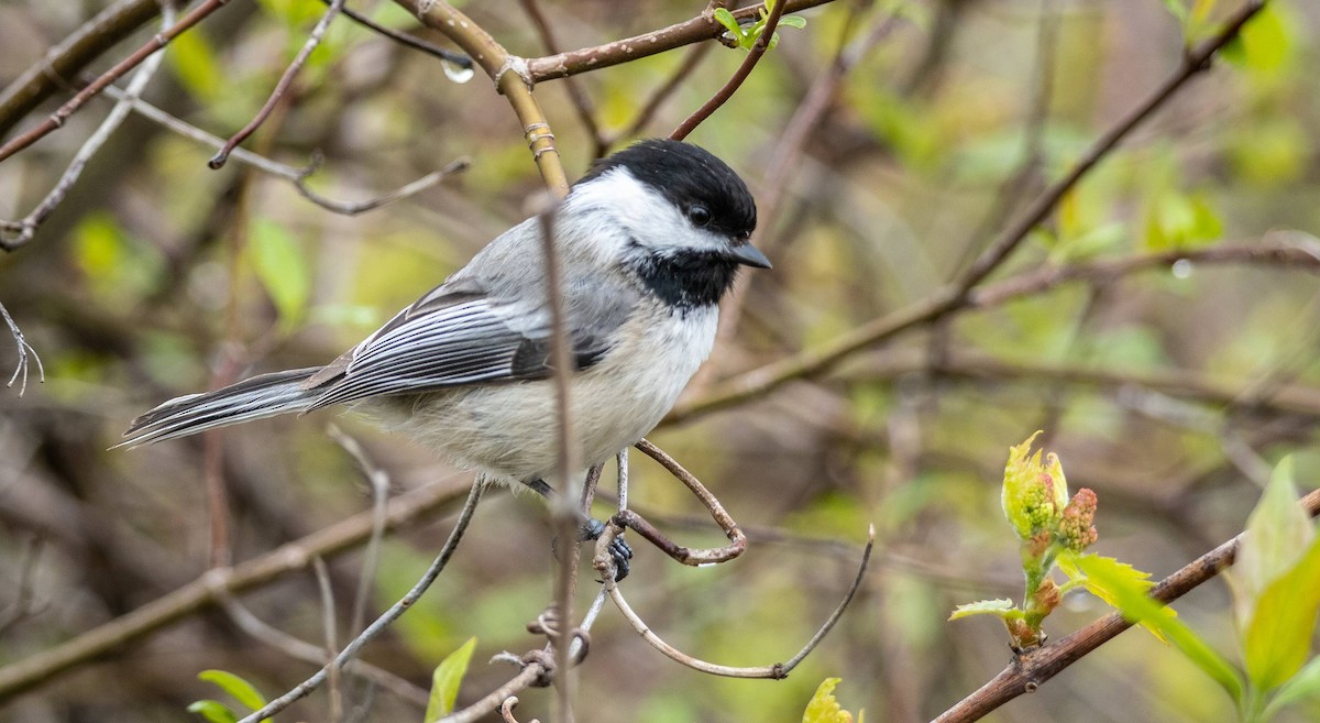 Black-capped Chickadee - Matt M.