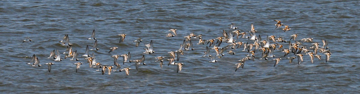 Ruddy Turnstone - Nolan Williams