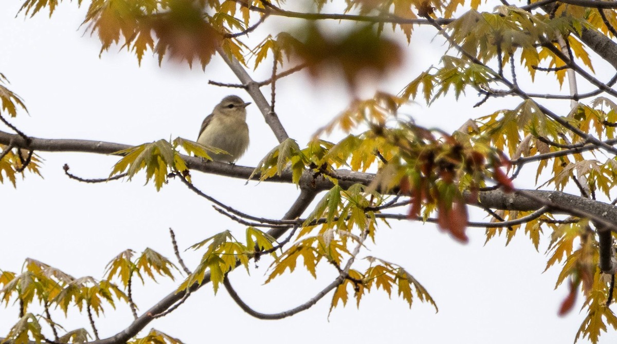 Warbling Vireo - Matt M.