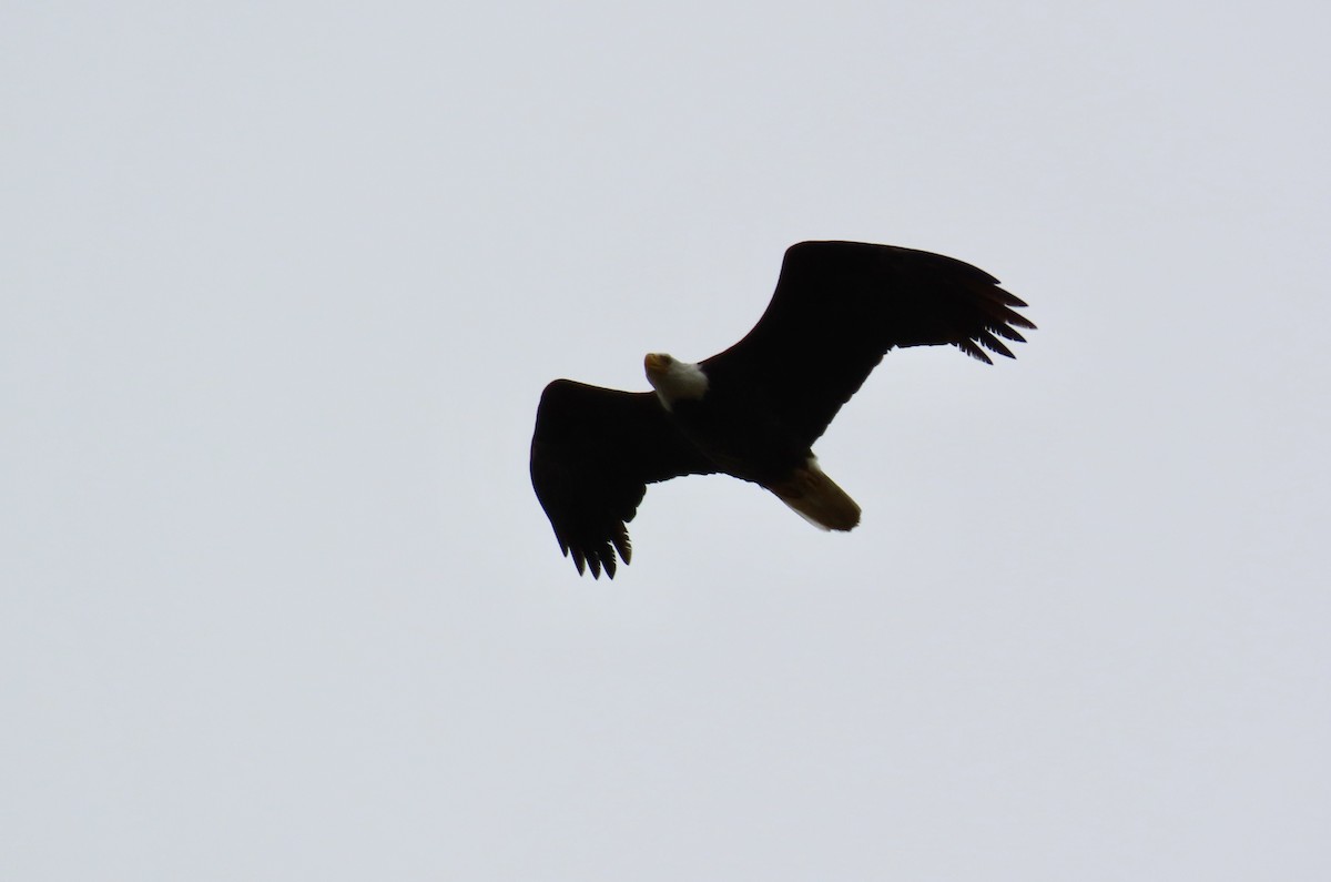 Bald Eagle - Petra Clayton