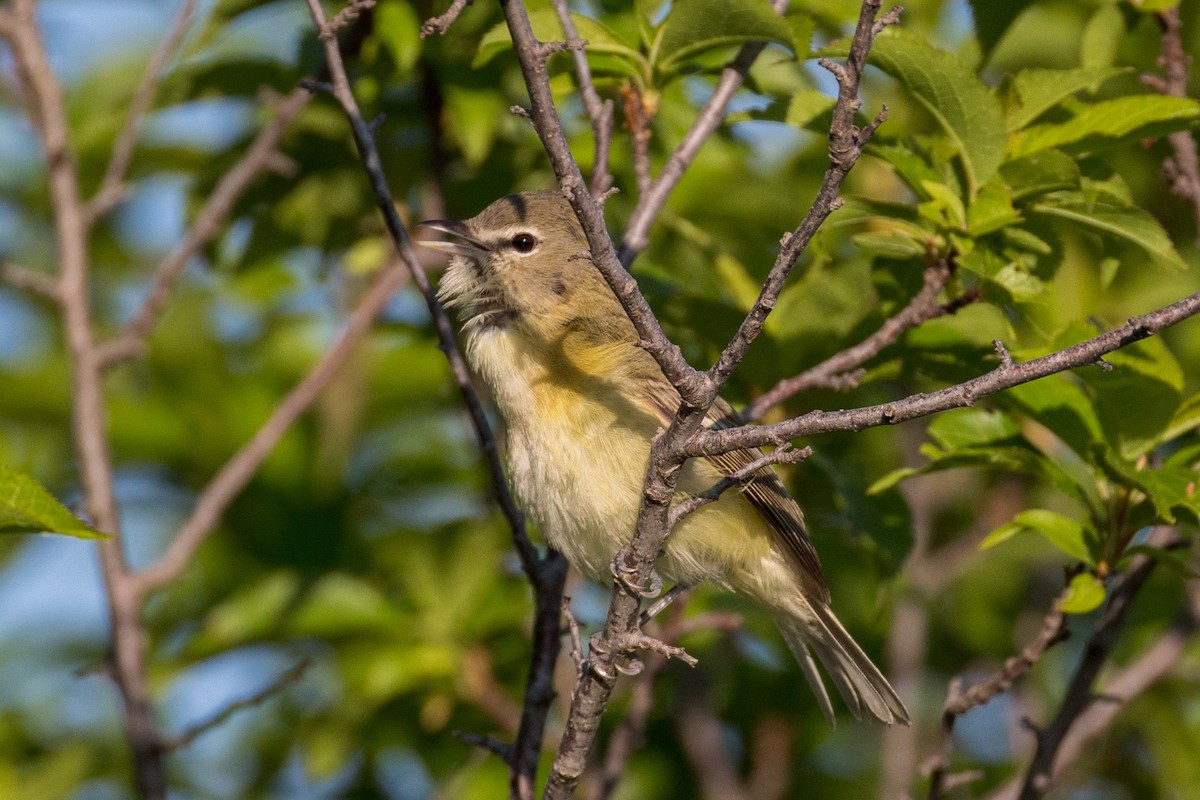 Bell's Vireo - Anonymous