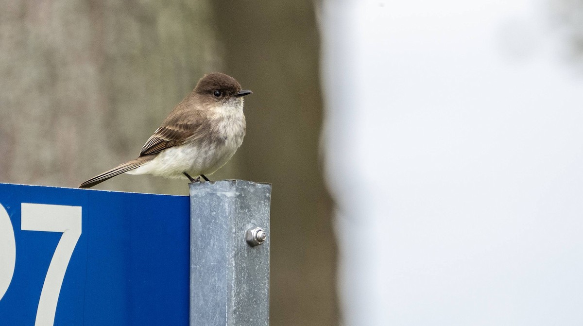 Eastern Phoebe - Matt M.