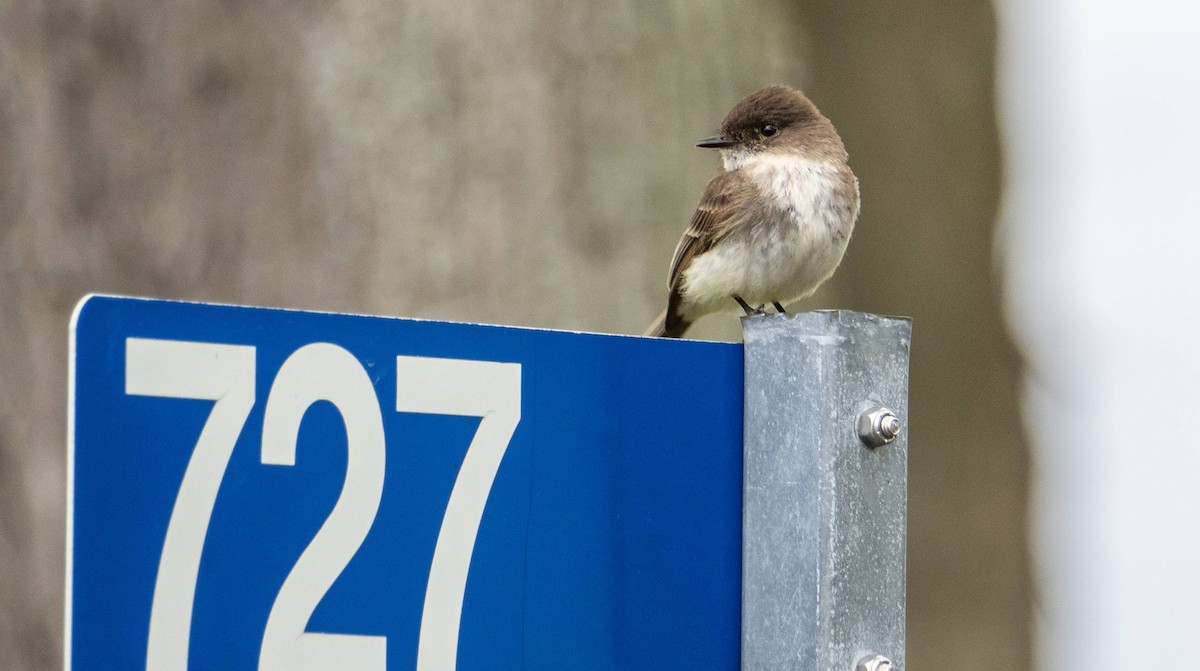 Eastern Phoebe - Matt M.