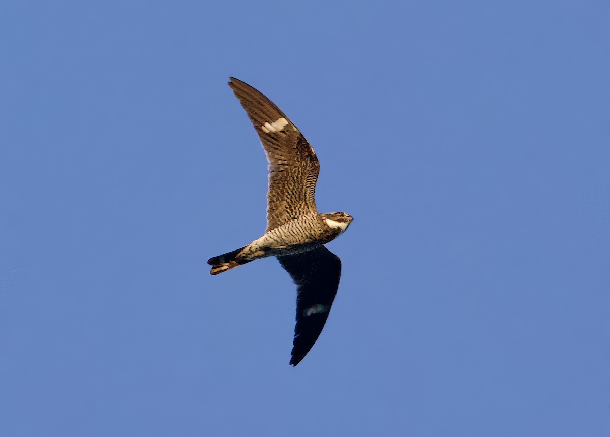 Common Nighthawk - Jeremy Pete