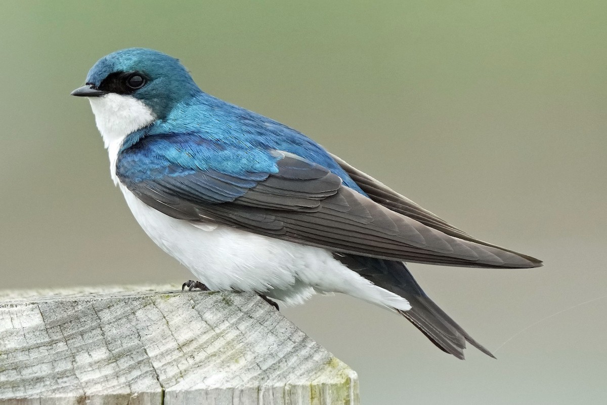 Tree Swallow - Robert Goss