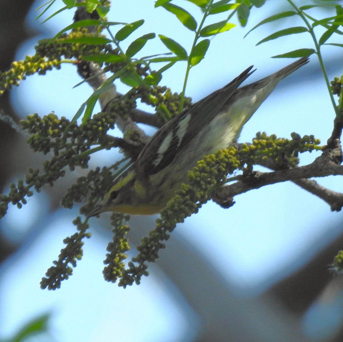 Blackburnian Warbler - Janet Pellegrini