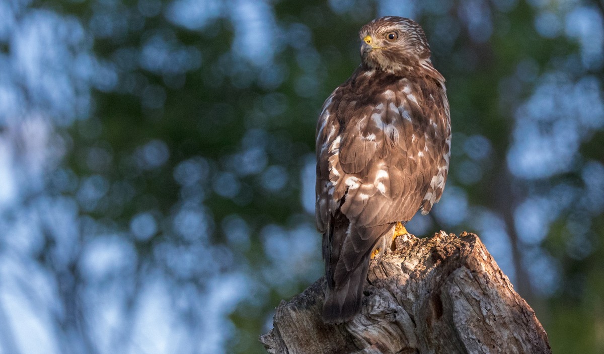 Broad-winged Hawk - Anonymous