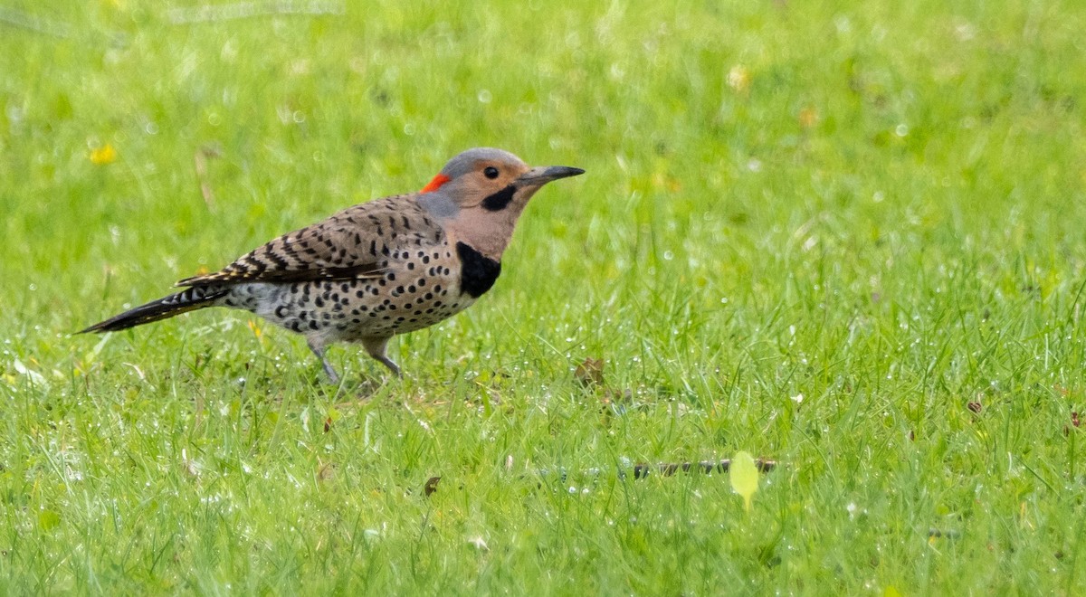 Northern Flicker - Matt M.