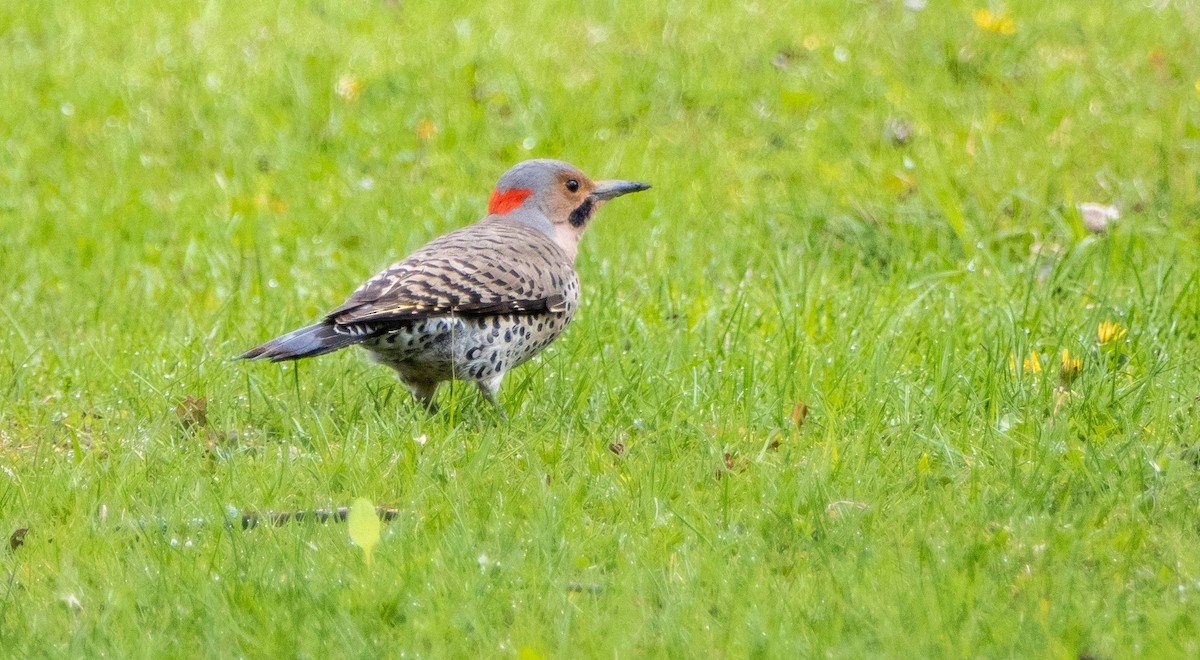 Northern Flicker - Matt M.