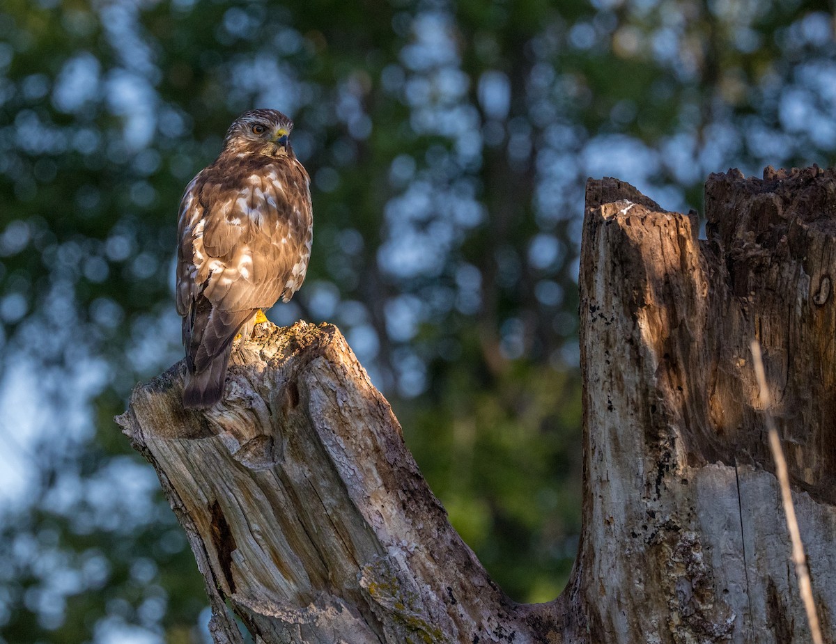 Broad-winged Hawk - Anonymous