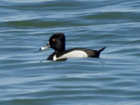 Ring-necked Duck - Jim Davis