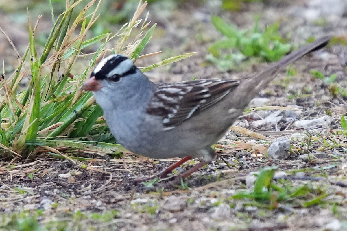 White-crowned Sparrow - Robert Goss