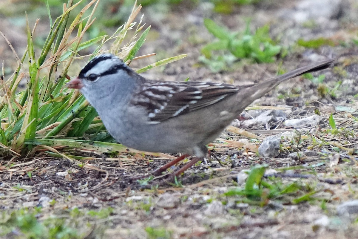 White-crowned Sparrow - Robert Goss