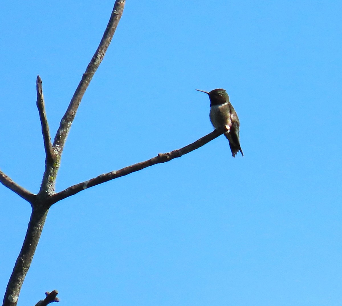Ruby-throated Hummingbird - Pat Sterbling