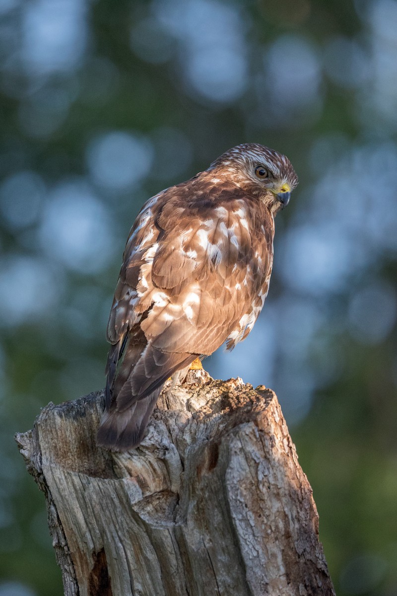 Broad-winged Hawk - Anonymous